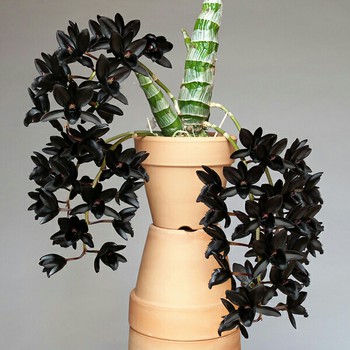 Nguồn gốc tên gọi lan thiên nga đen huyền bí